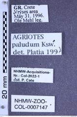 Etiketten zu Agriotes paludum (Kiesenwetter, 1859) (NHMW-ZOO-COL-0007147)